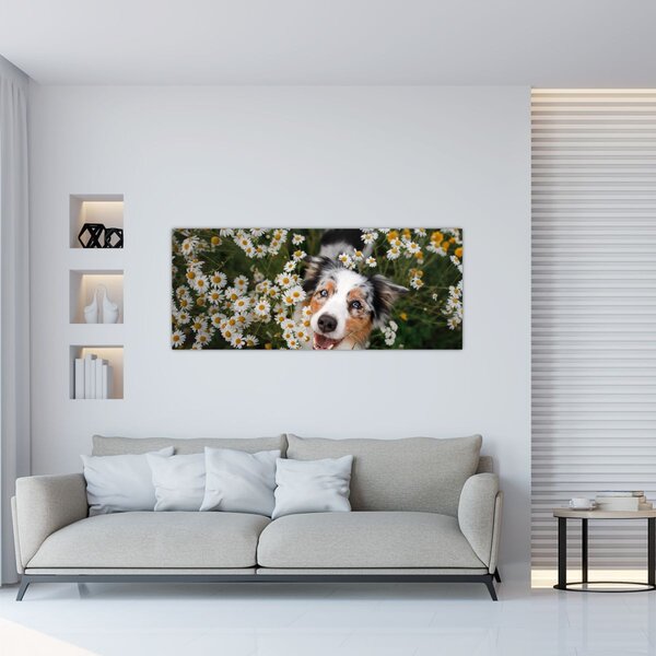 Tablou - Ciobănesc australian (120x50 cm)