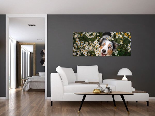 Tablou - Ciobănesc australian (120x50 cm)
