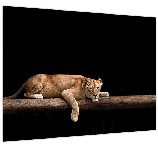 Tablou - Lioness (70x50 cm)