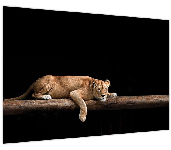 Tablou - Lioness (90x60 cm)