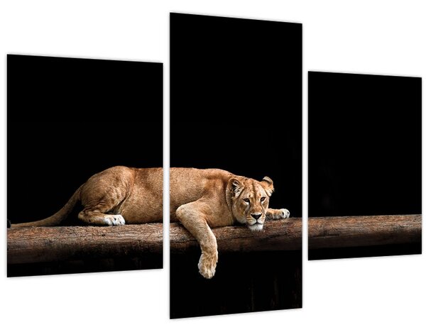 Tablou - Lioness (90x60 cm)