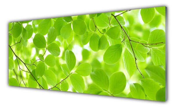 Panou sticla bucatarie Frunze Natura verde