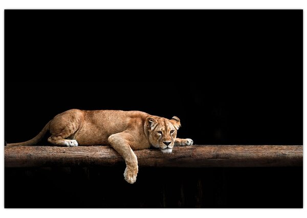 Tablou - Lioness (90x60 cm)