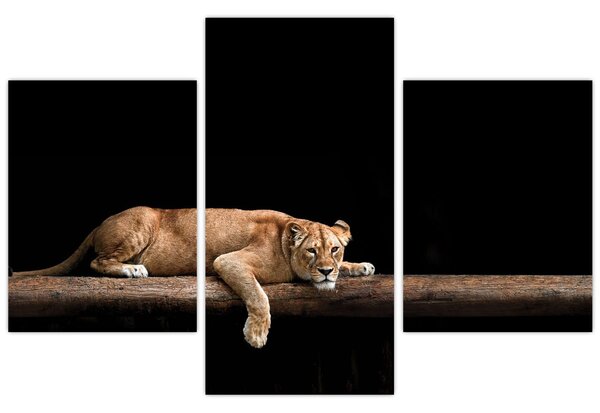 Tablou - Lioness (90x60 cm)