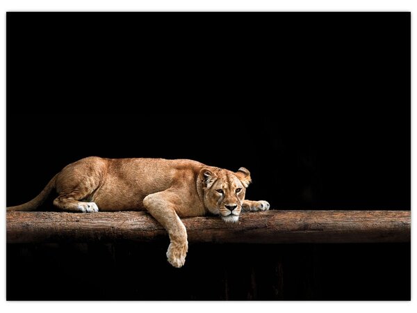 Tablou - Lioness (70x50 cm)