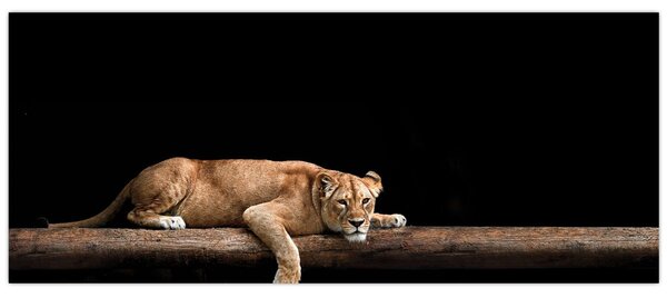 Tablou - Lioness (120x50 cm)