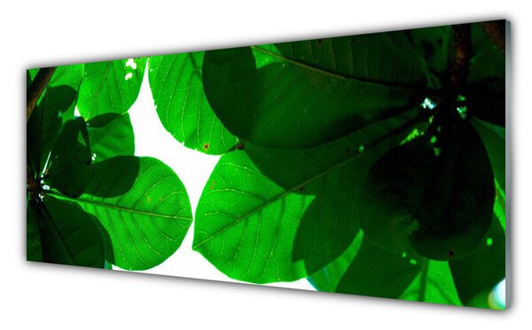 Tablou pe sticla Frunze verde florale