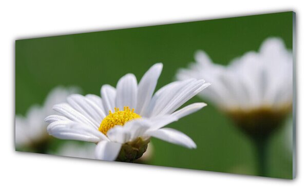 Tablou pe sticla Daisy Floral Alb Galben Verde