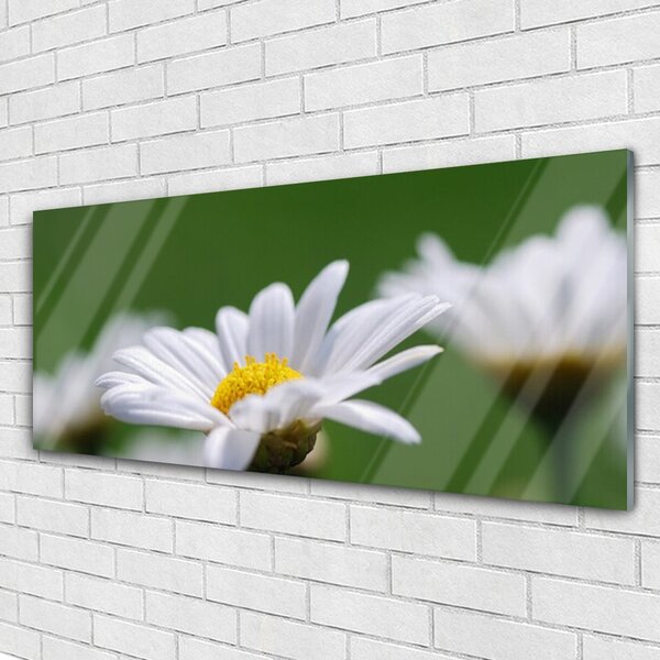 Tablou pe sticla Daisy Floral Alb Galben Verde
