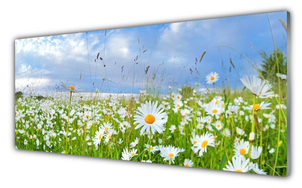 Panou sticla bucatarie Meadow Natura Alb Galben Margarete Verde Albastru
