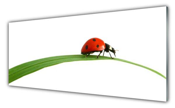 Tablou pe sticla Gărgăriță Floral Negru Rosu Verde