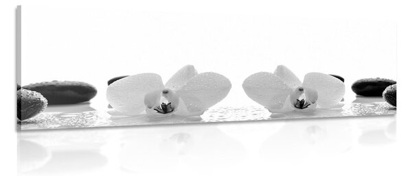 Tablou flori albe de orhidee în design alb-negru