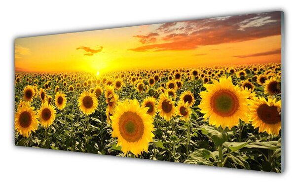 Panou sticla bucatarie Floarea soarelui Floral Galben Verde