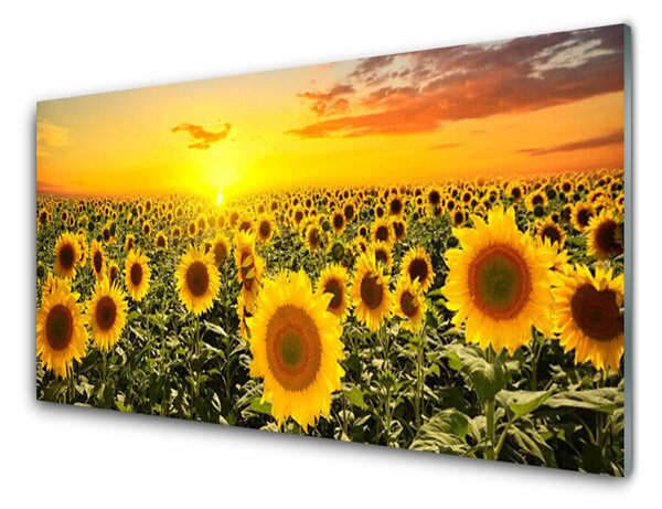 Panou sticla bucatarie Floarea soarelui Floral Galben Verde