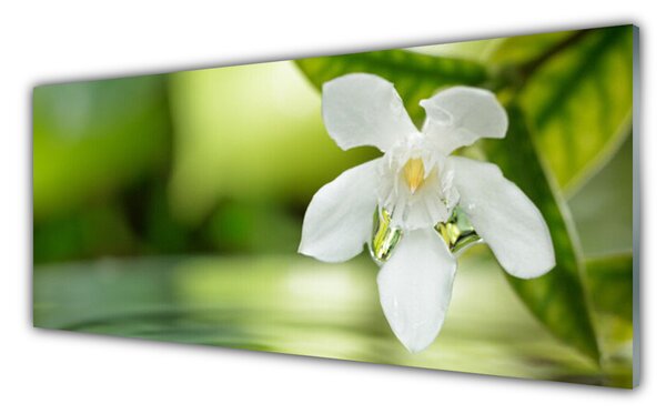 Panou sticla bucatarie Frunze de flori Floral Alb Verde