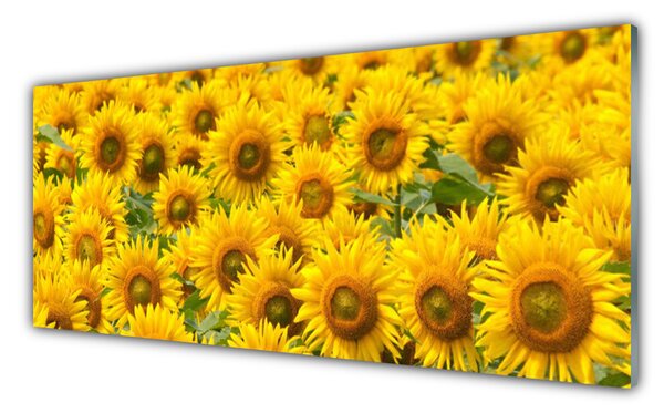 Tablou pe sticla Floarea soarelui Floral Galben Maro Verde