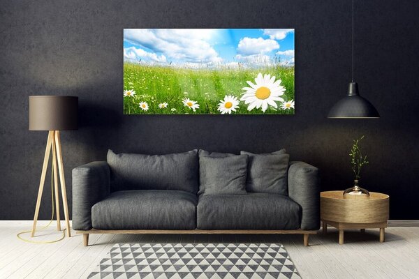 Tablou pe sticla Daisy Iarbă Natura Alb Galben Verde
