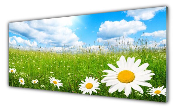 Panou sticla bucatarie Daisy Iarbă Natura Alb Galben Verde