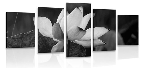 Tablou 5-piese floare delicată de lotus în design alb-negru