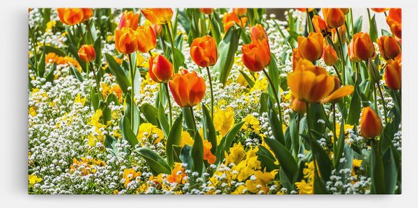 Tablou Canvas, 40x80cm, Dormitor si Living, Flori, Flori in natura, Colorful Tulips Garden