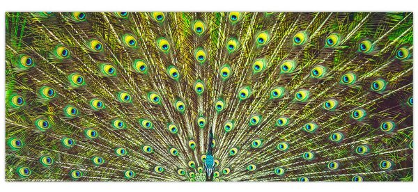 Tablou - Peacock (120x50 cm)