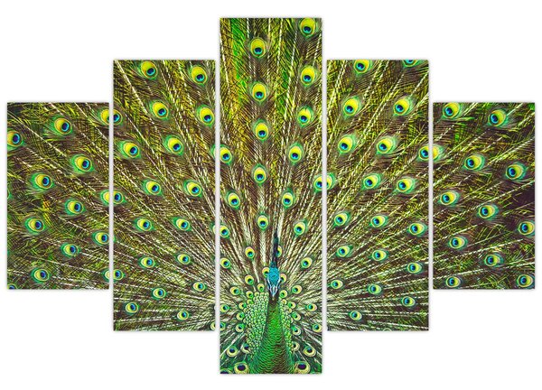 Tablou - Peacock (150x105 cm)