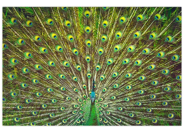 Tablou - Peacock (90x60 cm)