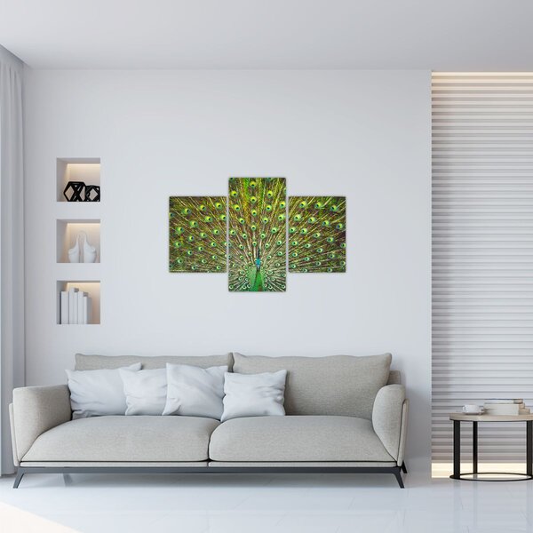 Tablou - Peacock (90x60 cm)