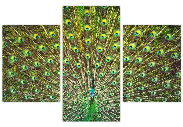 Tablou - Peacock (90x60 cm)