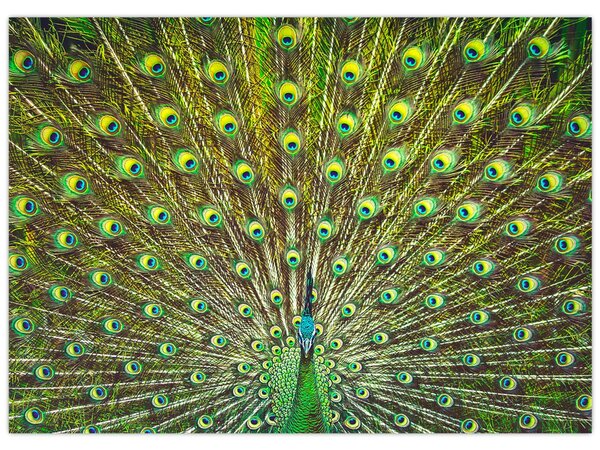 Tablou - Peacock (70x50 cm)