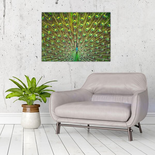 Tablou - Peacock (70x50 cm)