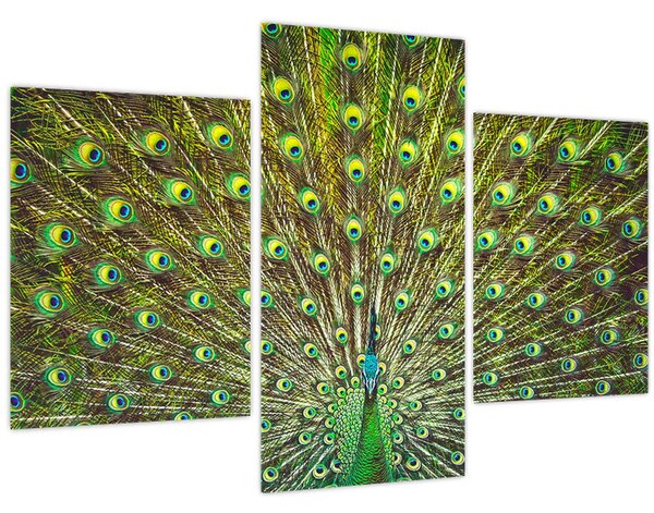 Tablou - Peacock (90x60 cm)