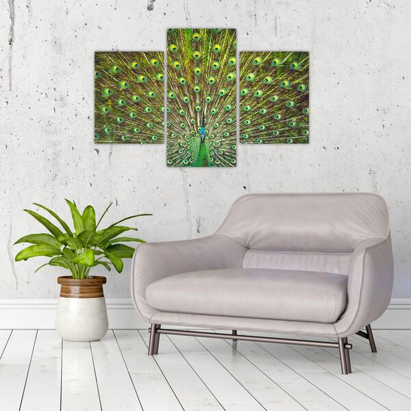 Tablou - Peacock (90x60 cm)
