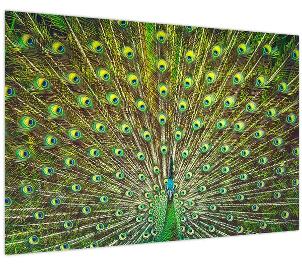 Tablou - Peacock (90x60 cm)