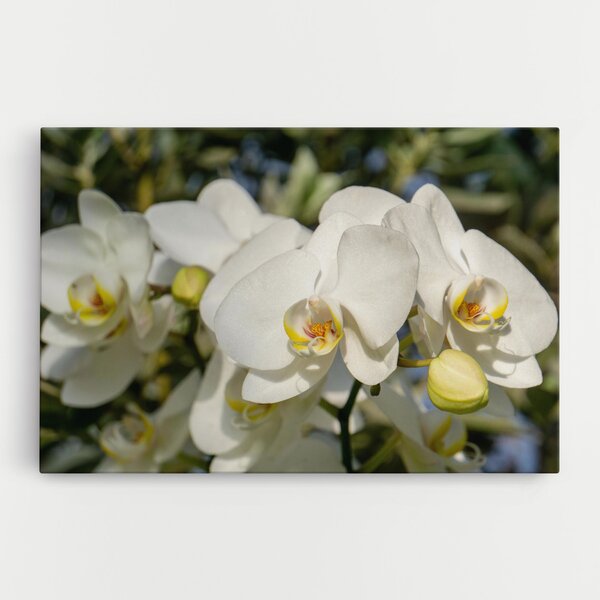 Tablou Canvas, 20x30cm, Dormitor si Living, Flori, Orhidee, Big Orchids In Nature