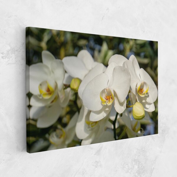Tablou Canvas, 20x30cm, Dormitor si Living, Flori, Orhidee, Big Orchids In Nature