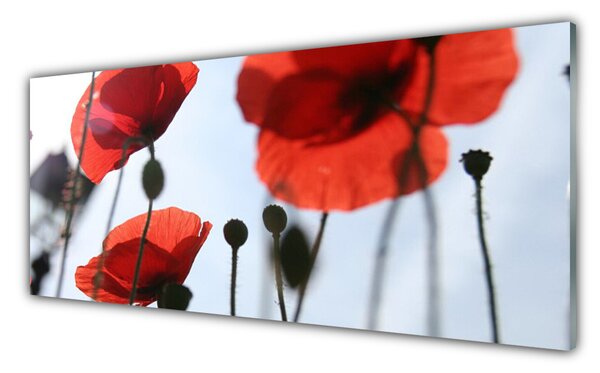 Panou sticla bucatarie Maci Floral Rosu Negru