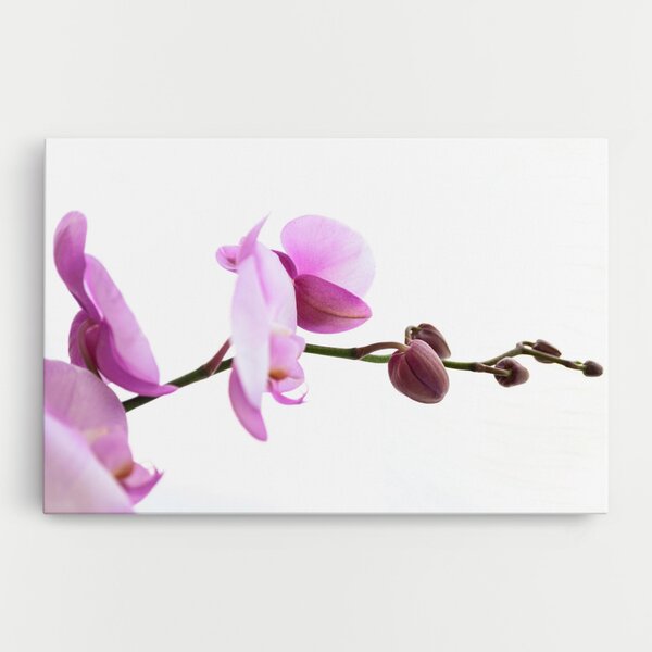 Tablou Canvas, 20x30cm, Dormitor si Living, Flori, Orhidee, Purple Orchid On White