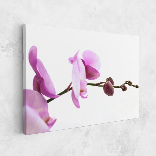 Tablou Canvas, 20x30cm, Dormitor si Living, Flori, Orhidee, Purple Orchid On White