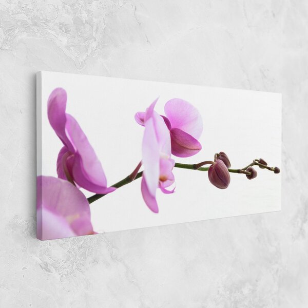 Tablou Canvas, 40x80cm, Dormitor si Living, Flori, Orhidee, Purple Orchid On White