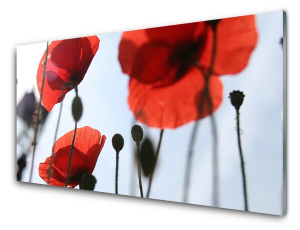 Panou sticla bucatarie Maci Floral Rosu Negru