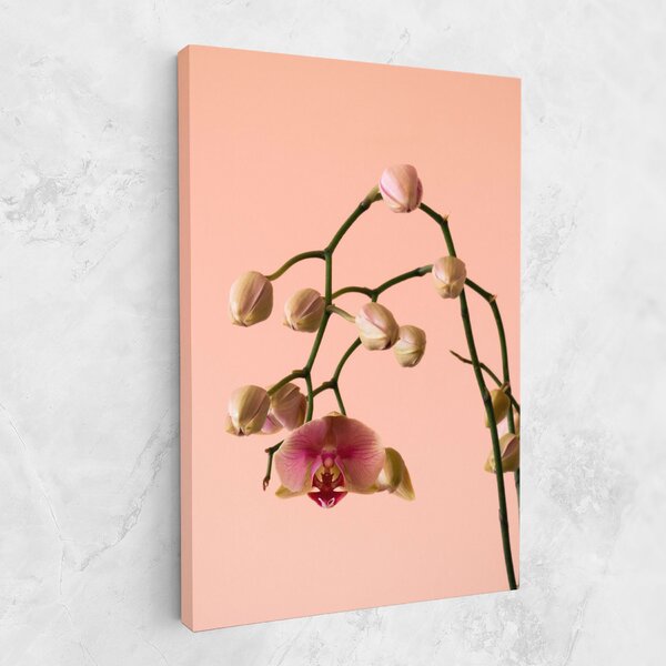 Tablou Canvas, 20x30cm, Dormitor si Living, Flori, Orhidee, Orchids On Pink