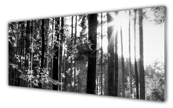 Tablou pe sticla Forest Nature Gray