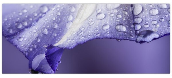 Tablou - Petală cu picături (120x50 cm)