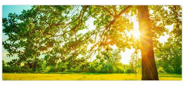 Tablou - Pădurea însorită (120x50 cm)