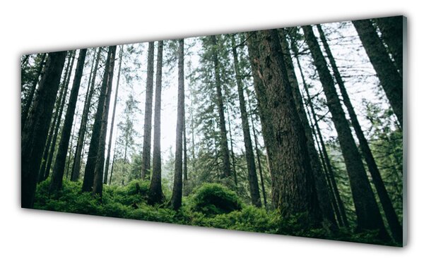 Tablou pe sticla Natural Pădurea Verde Maro