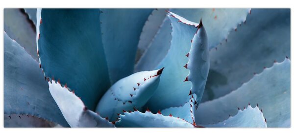 Tablou - Agave (120x50 cm)