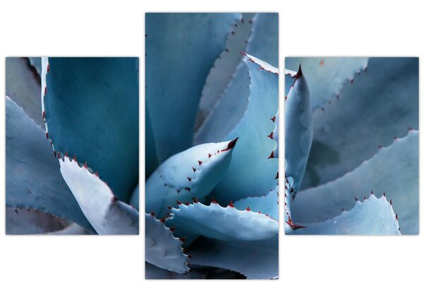 Tablou - Agave (90x60 cm)