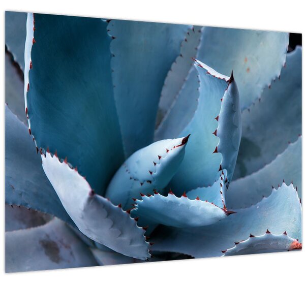 Tablou - Agave (70x50 cm)
