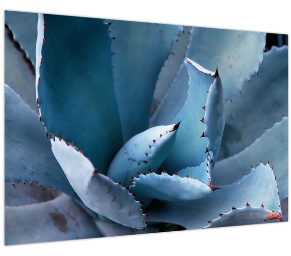 Tablou - Agave (90x60 cm)